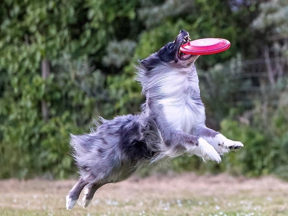 De vrije sprong dogfrisbee training