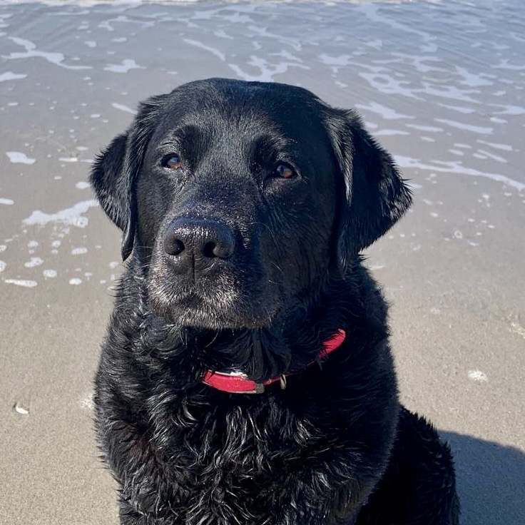 De Vrije Sprong labrador